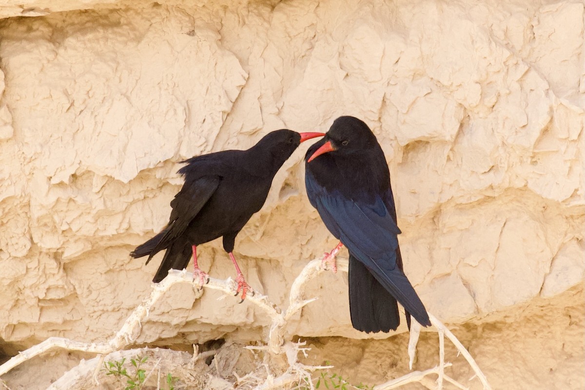 Red-billed Chough - Dorna Mojab