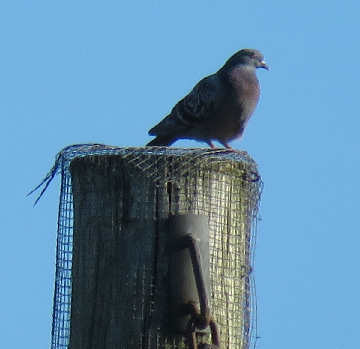 Rock Pigeon (Feral Pigeon) - ML620922735