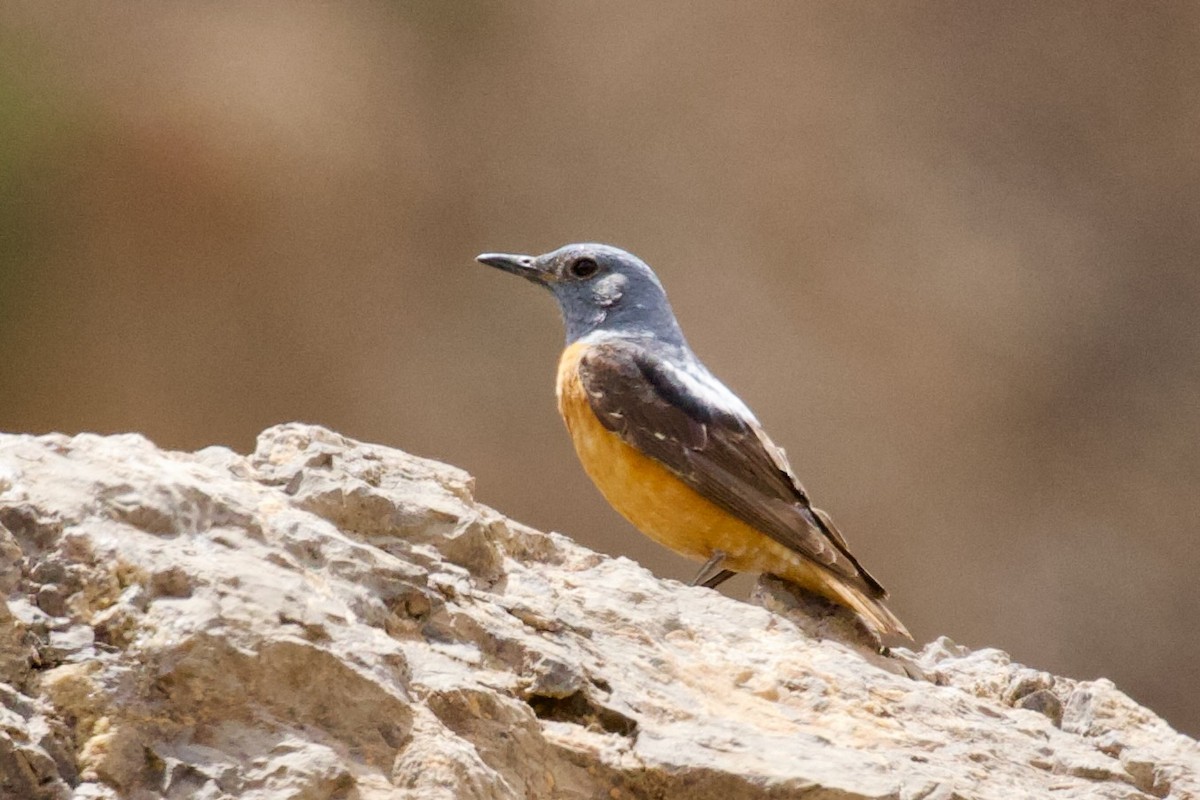 Rufous-tailed Rock-Thrush - ML620922736