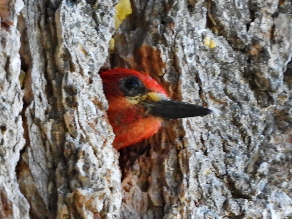 Red-breasted Sapsucker - ML620922739