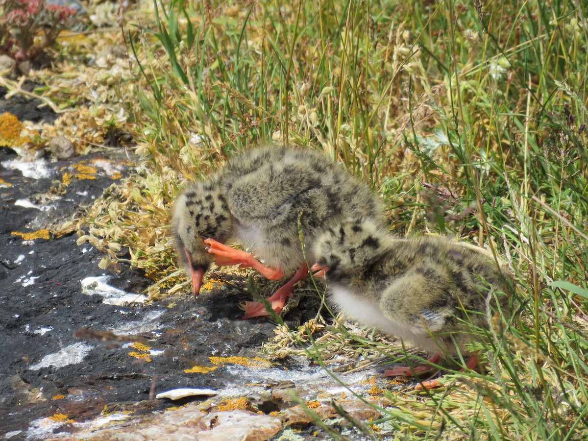 Arctic Tern - ML620922740