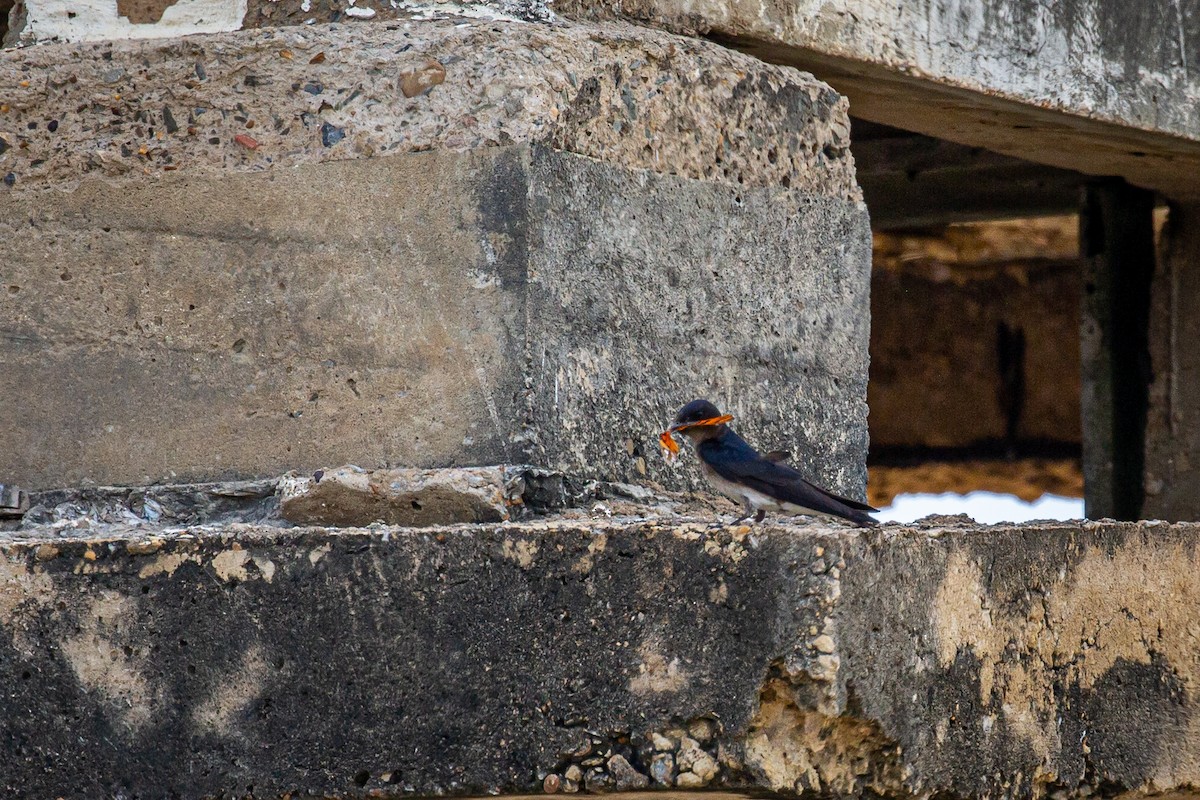 Gray-breasted Martin - ML620922746