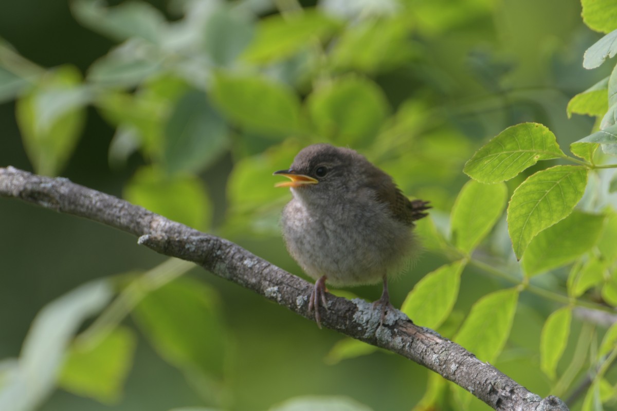 House Wren - ML620922748