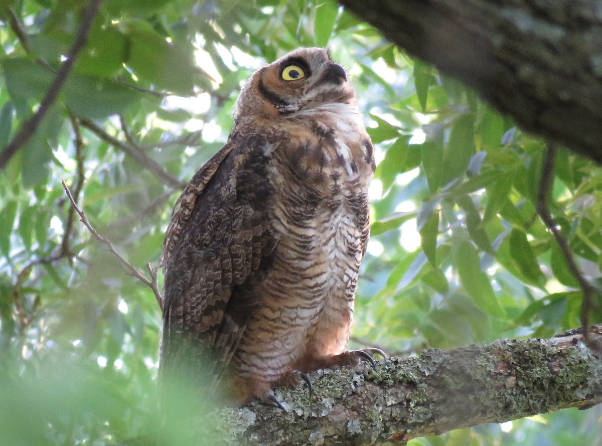 Great Horned Owl - ML620922750
