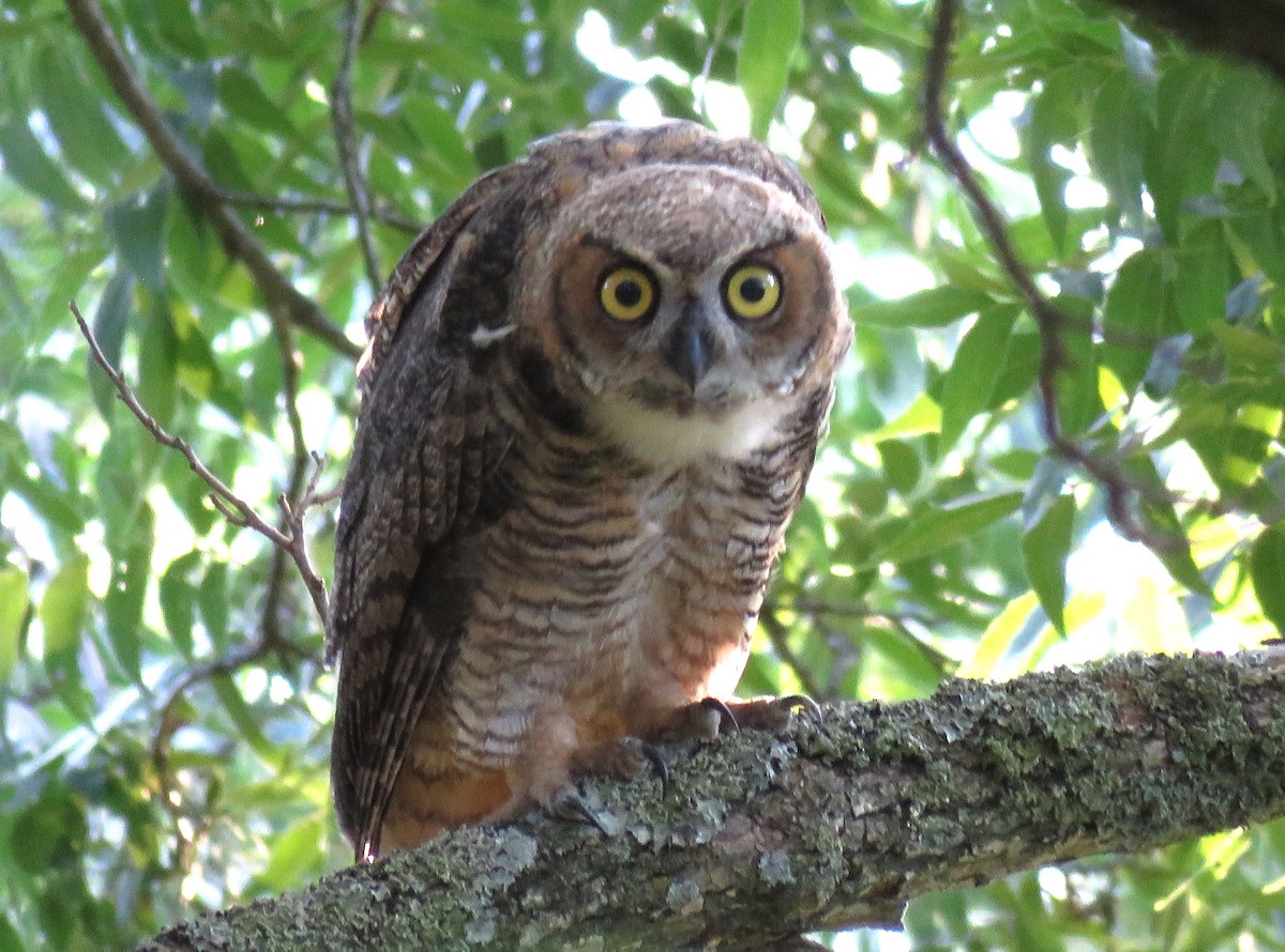 Great Horned Owl - ML620922751