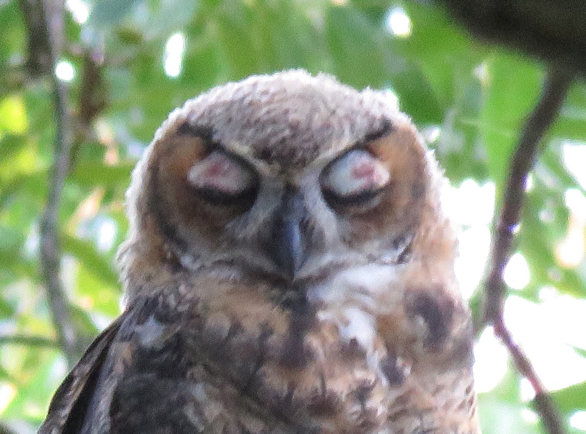 Great Horned Owl - ML620922752