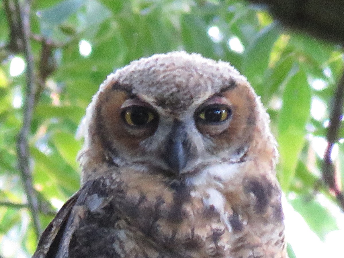 Great Horned Owl - ML620922753