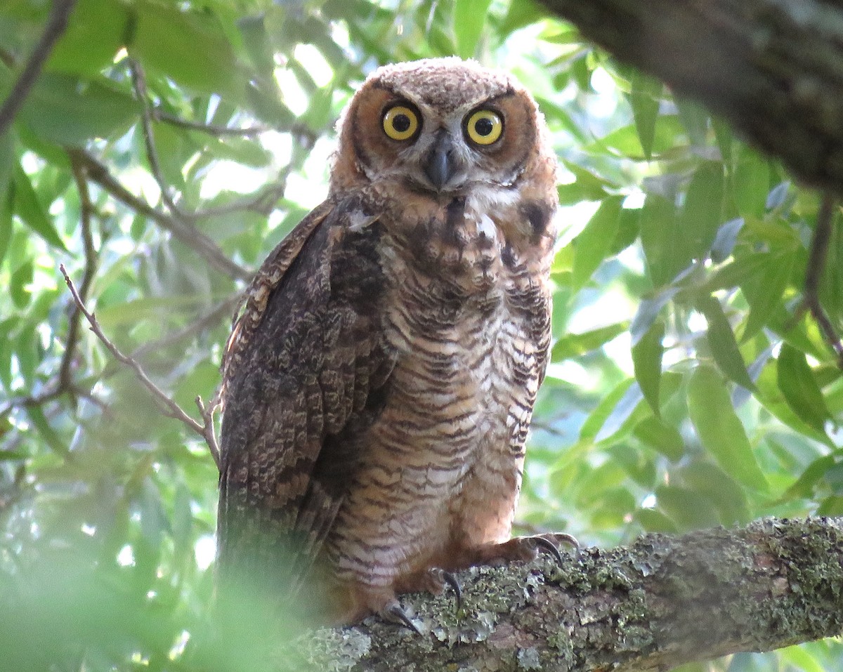 Great Horned Owl - ML620922754
