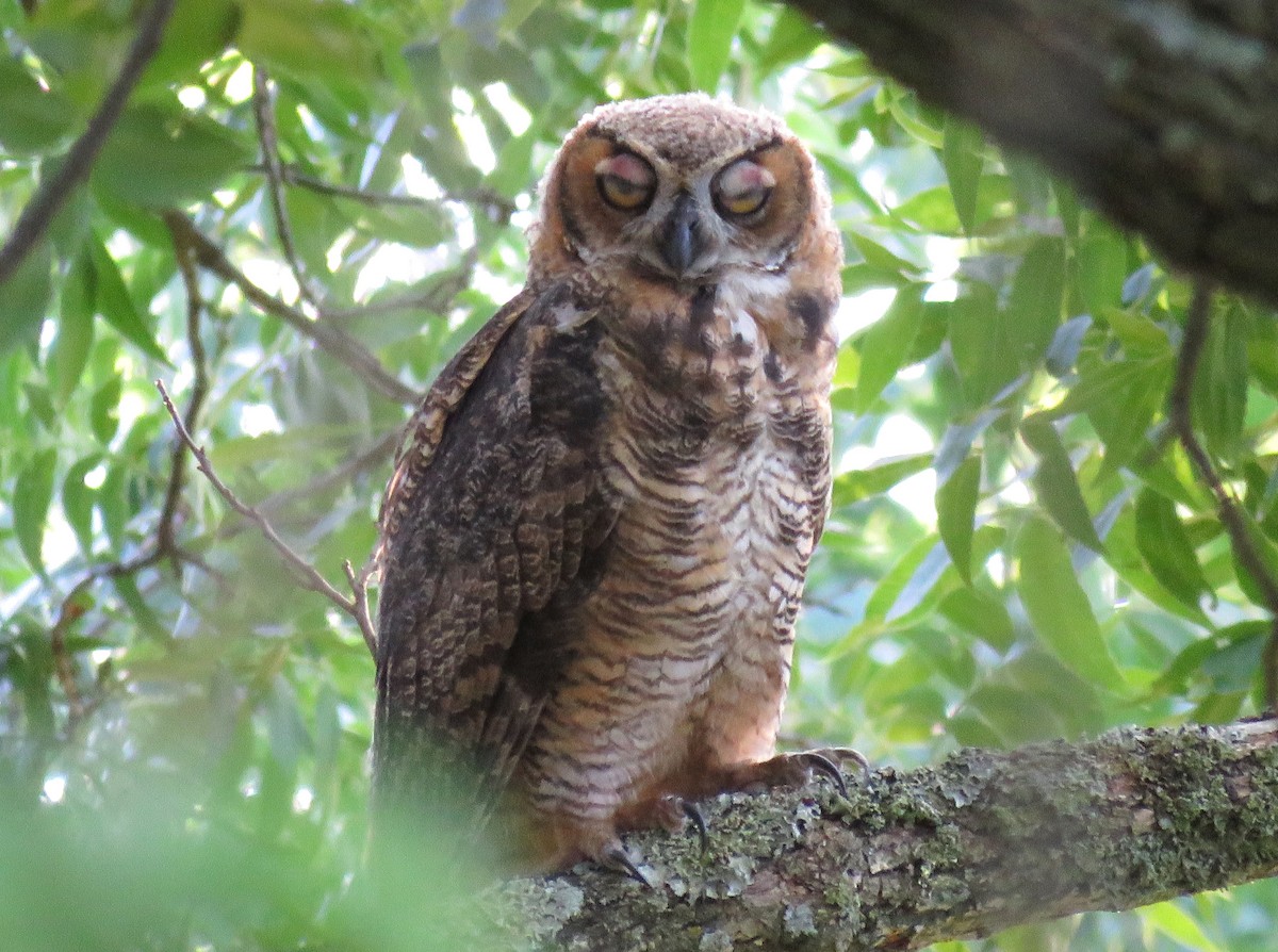 Great Horned Owl - ML620922756