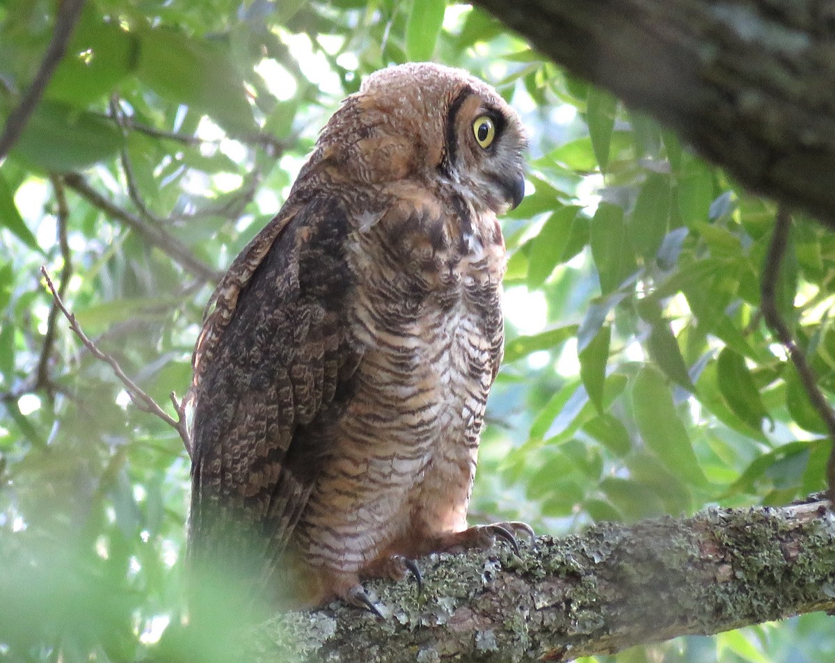 Great Horned Owl - ML620922757