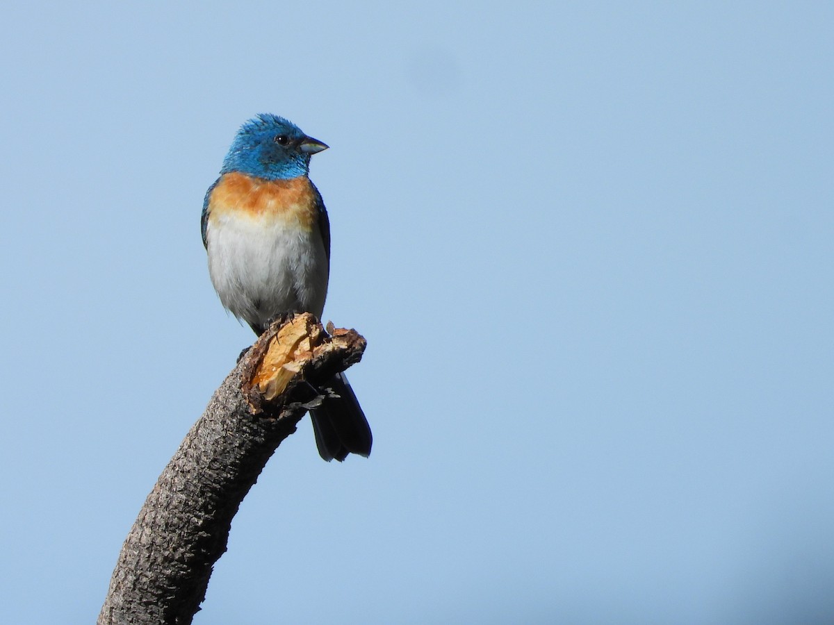 Lazuli Bunting - ML620922760