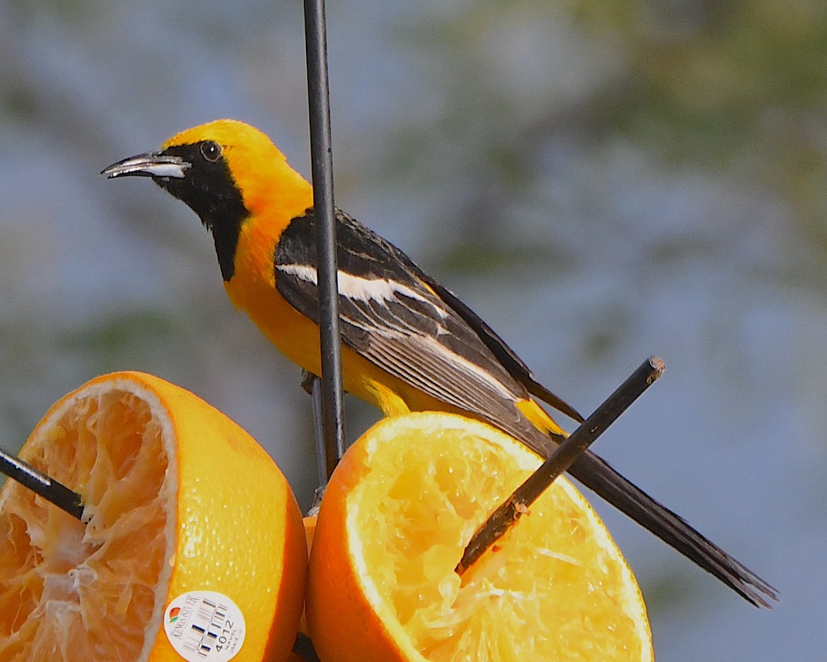 Hooded Oriole - ML620922767