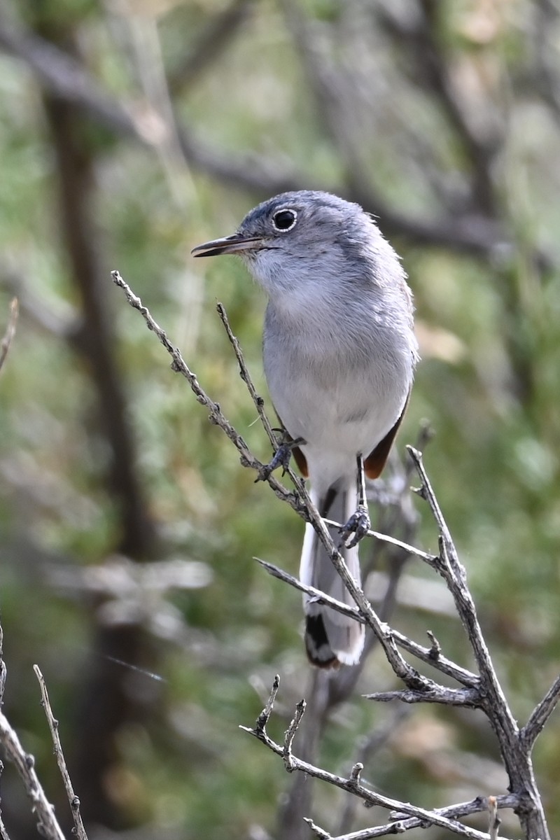 Blue-gray Gnatcatcher - ML620922769