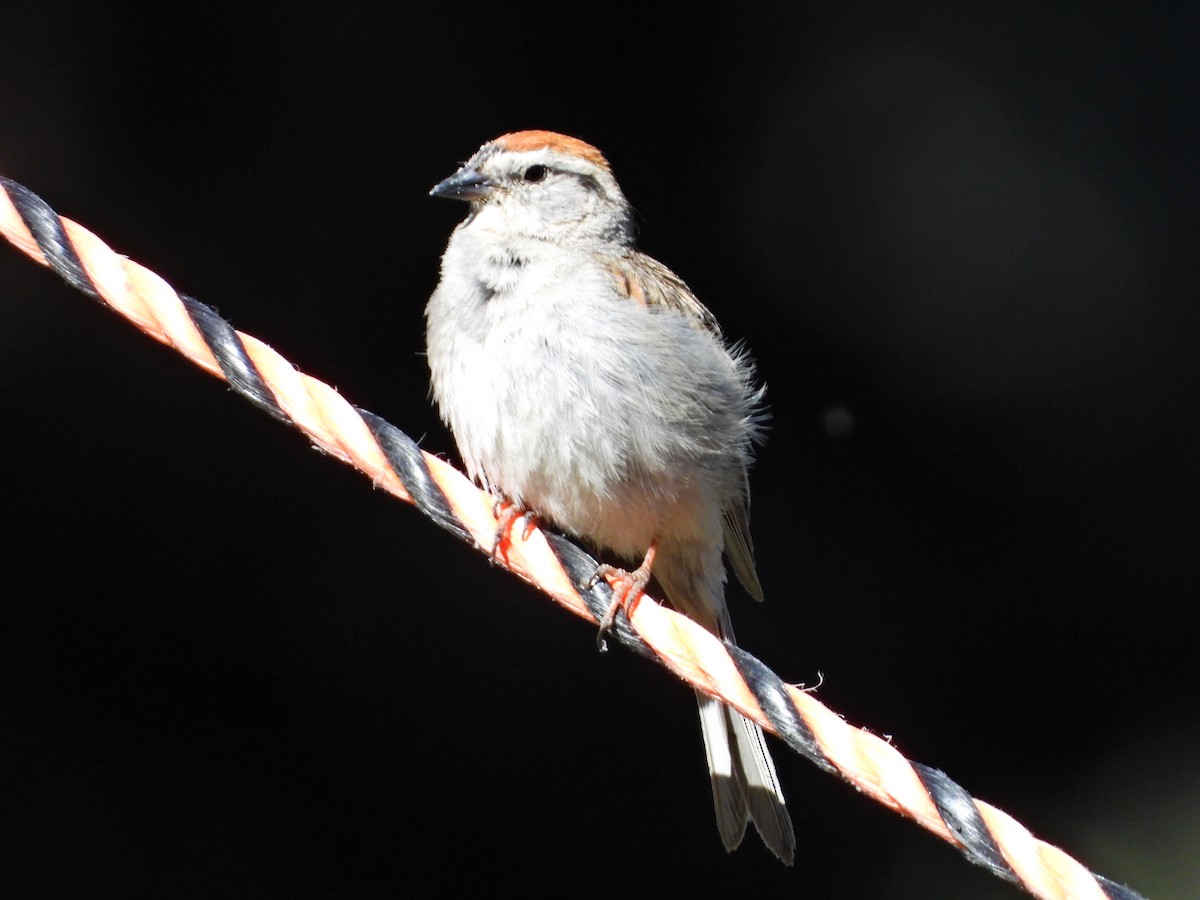 Chipping Sparrow - ML620922770