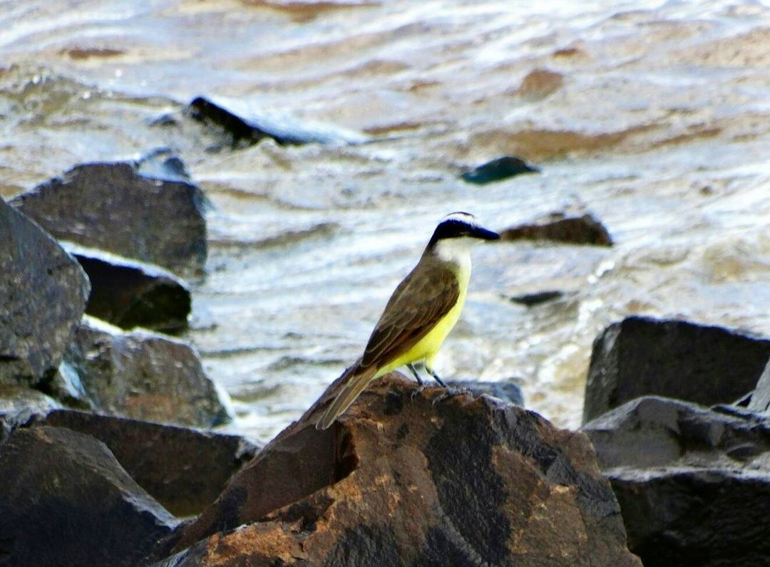 Great Kiskadee - ML620922778