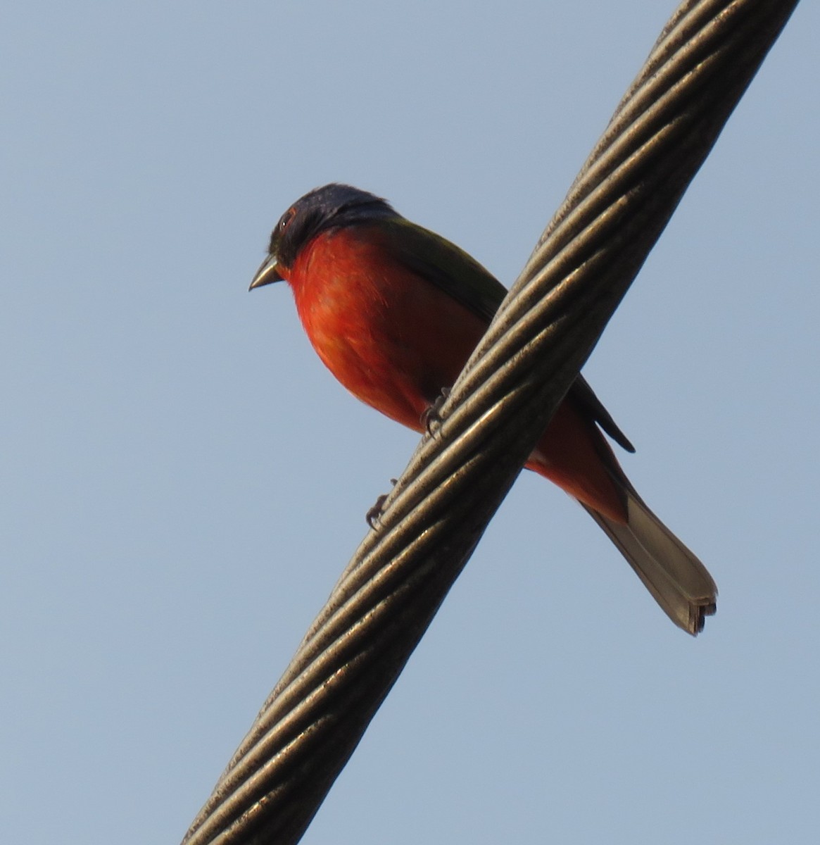 Painted Bunting - ML620922780