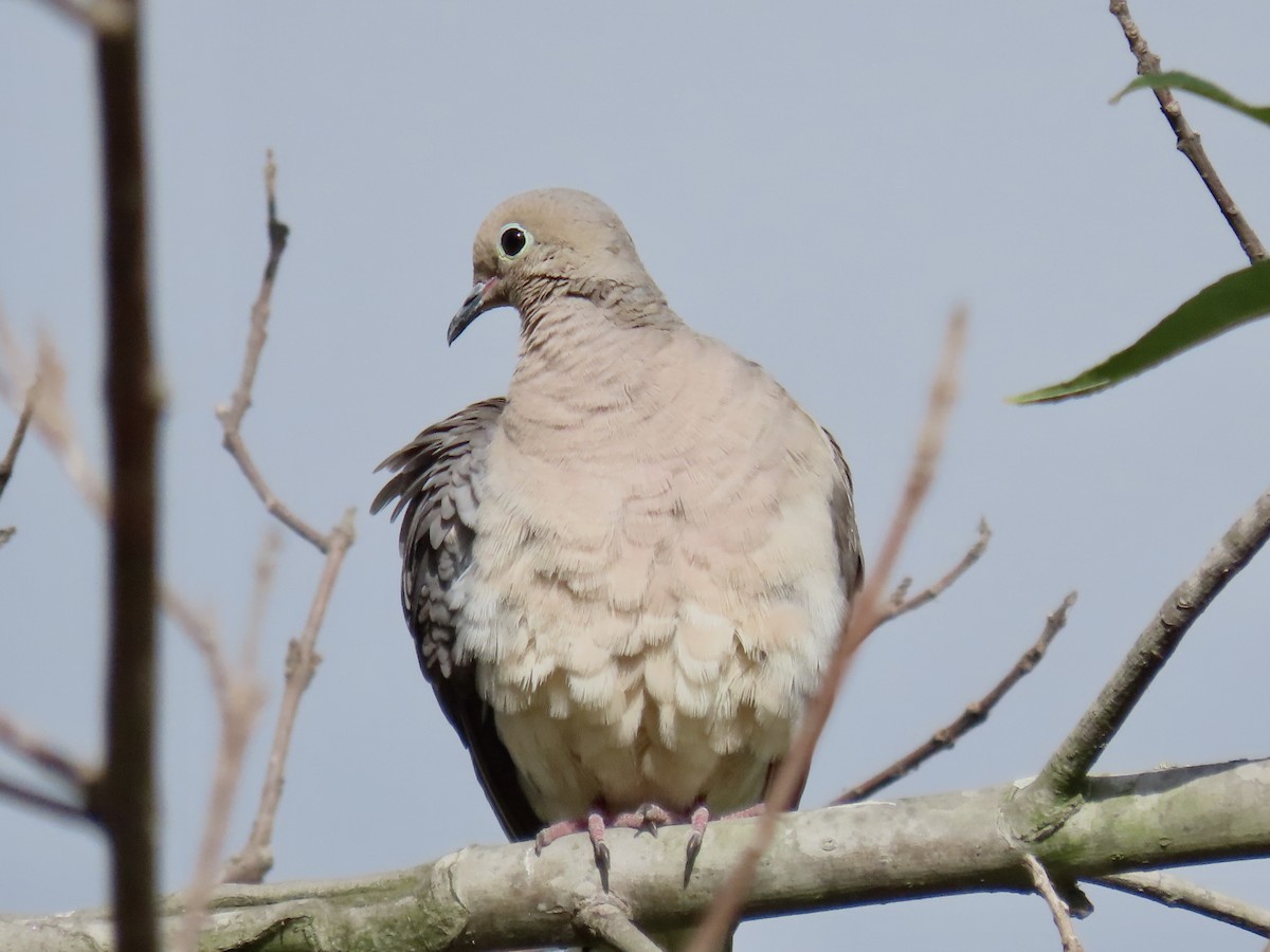 Mourning Dove - ML620922783