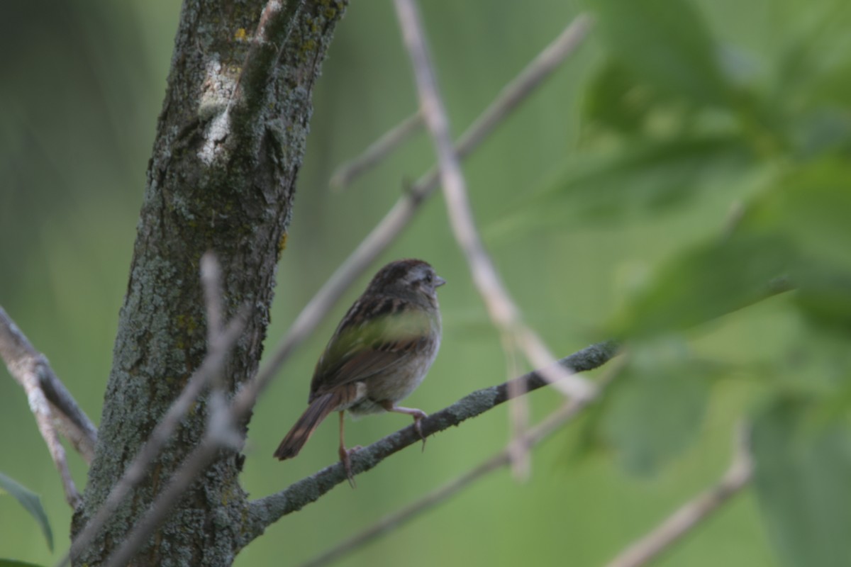 Swamp Sparrow - ML620922794