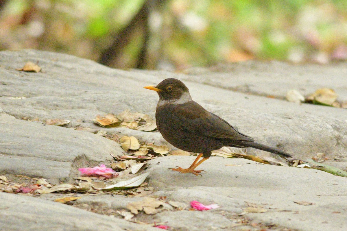 White-collared Blackbird - ML620922796