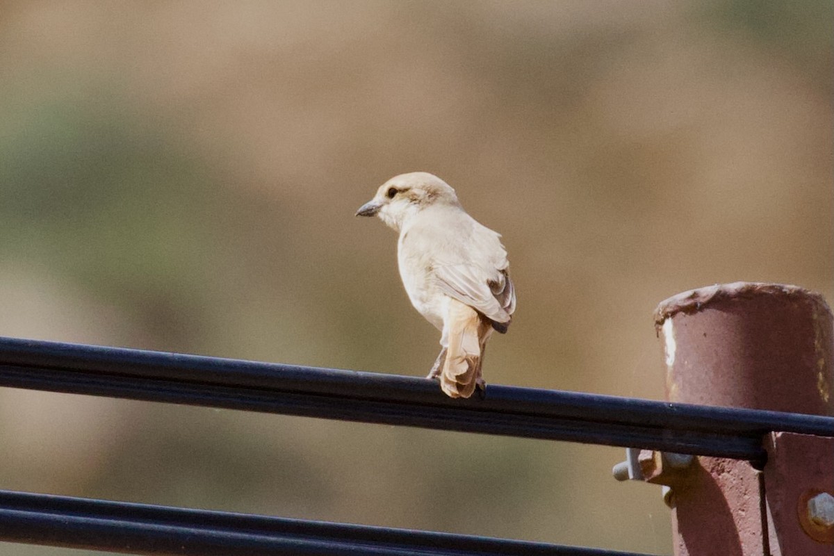 Isabelline Shrike - ML620922797