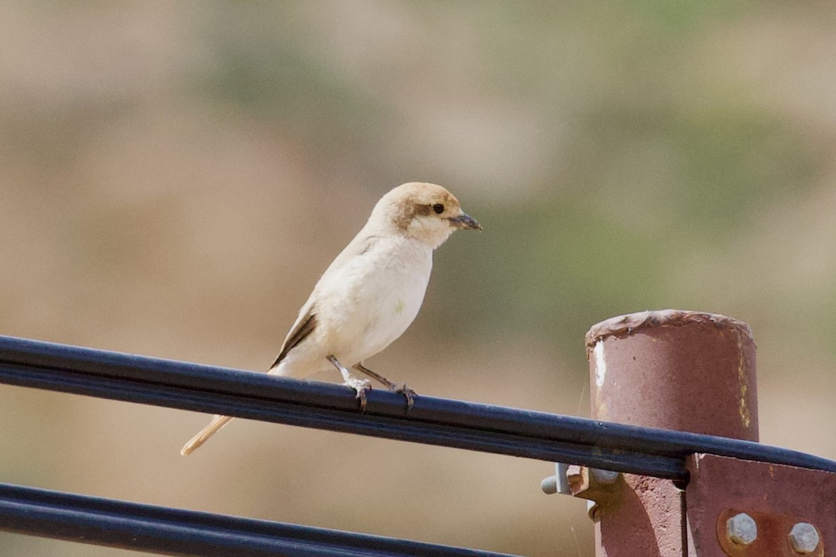 Isabelline Shrike - ML620922798