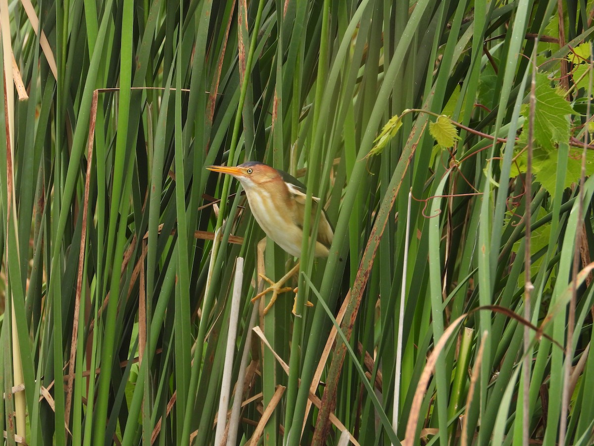 Least Bittern - ML620922806