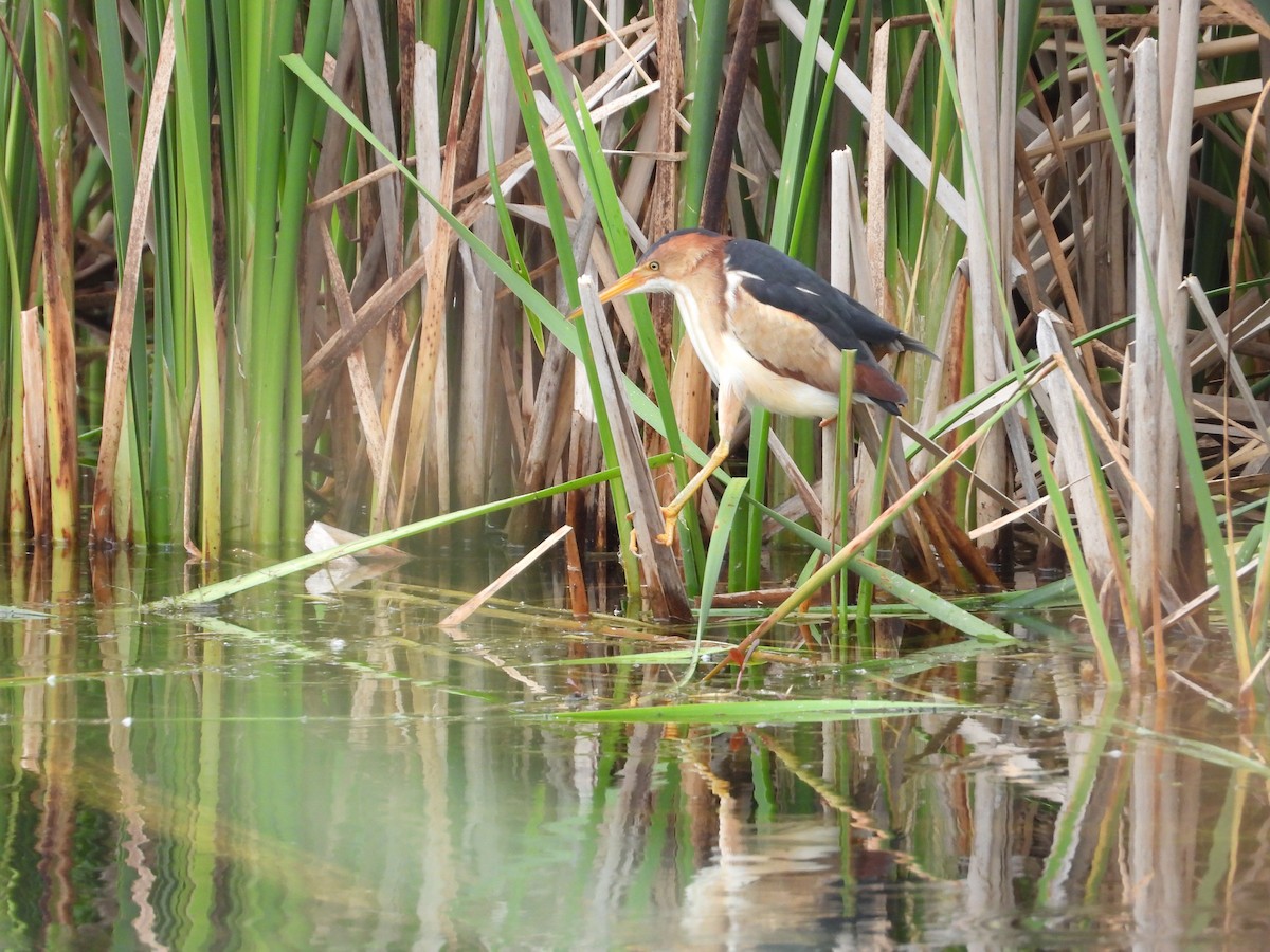 Least Bittern - ML620922807