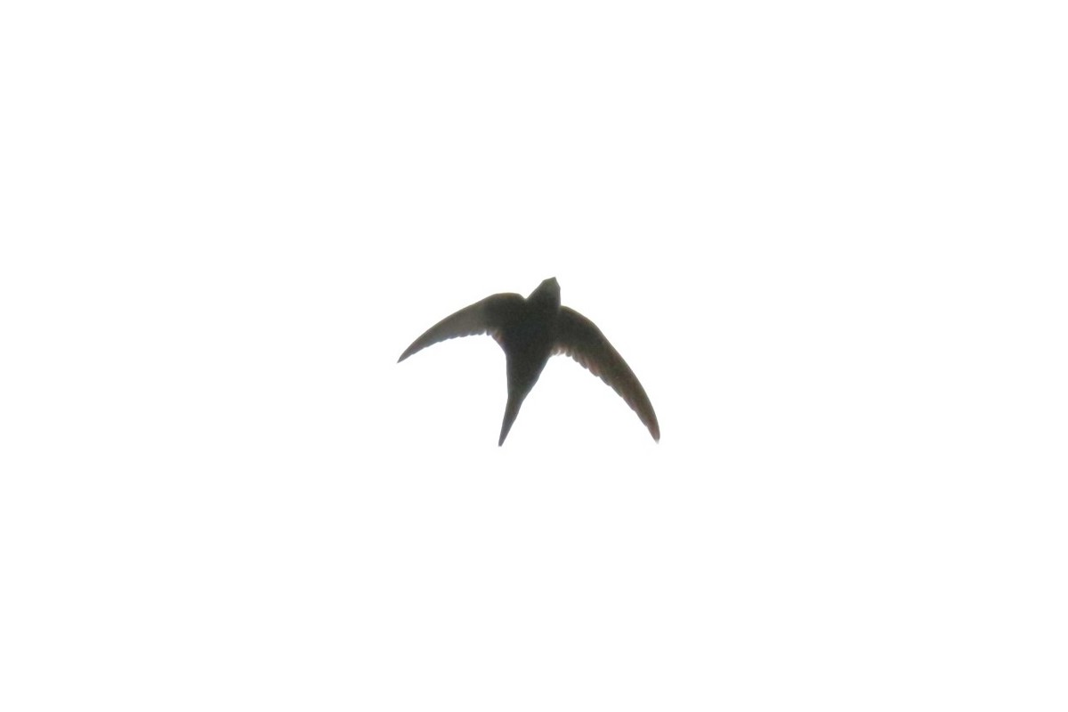 Common Swift - ML620922809