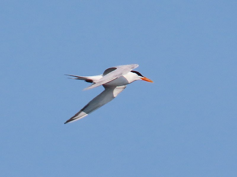 Royal Tern - ML620922816