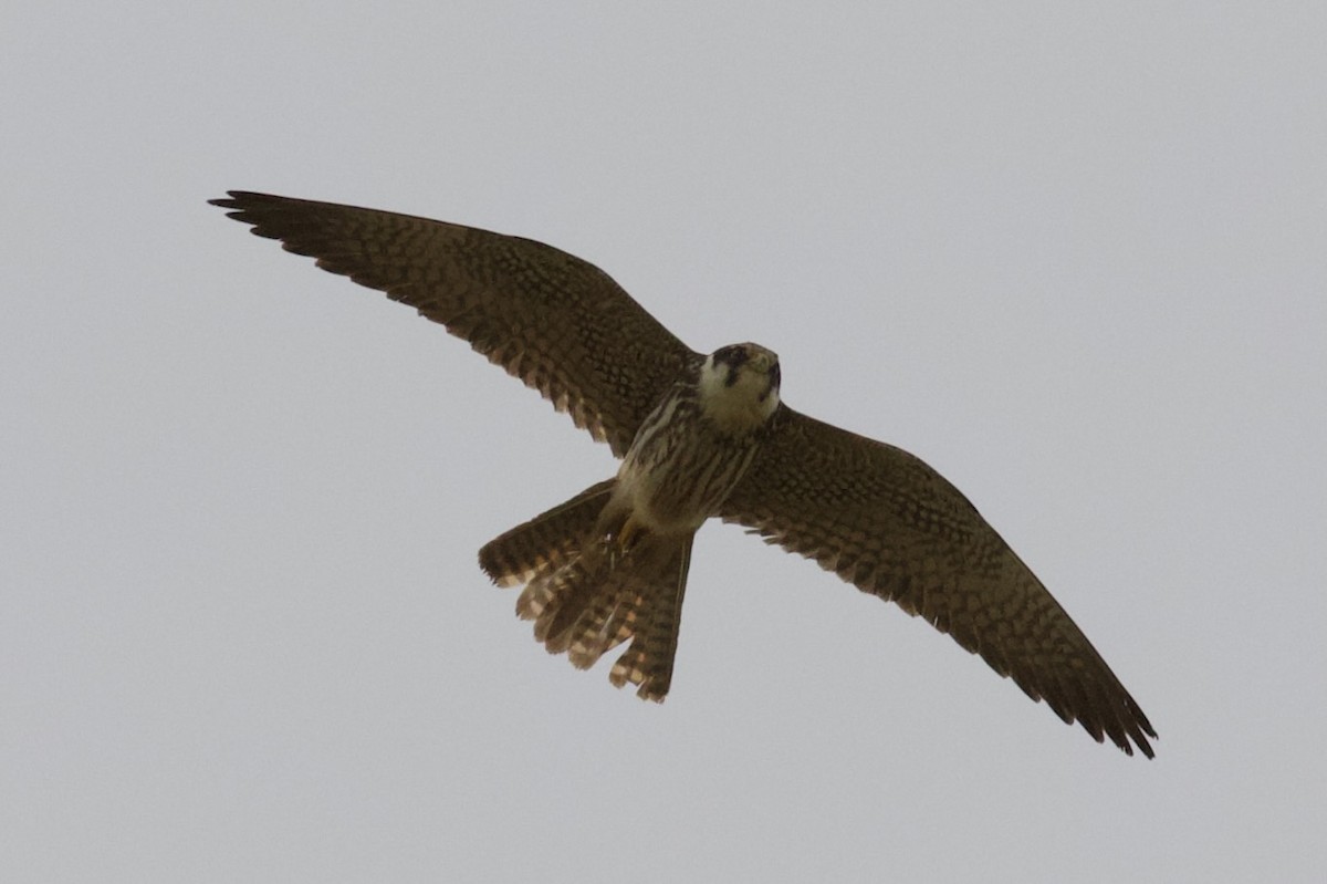 Eurasian Hobby - ML620922817