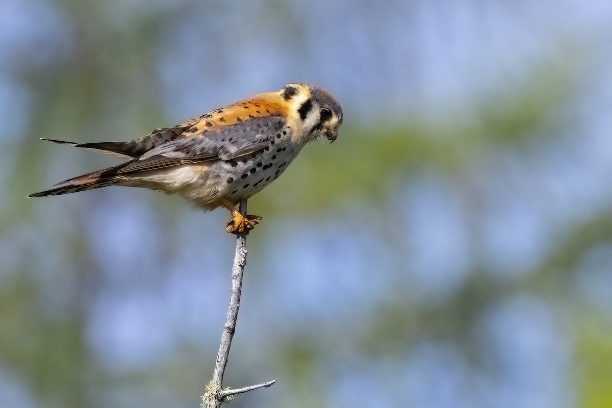 American Kestrel - ML620922819