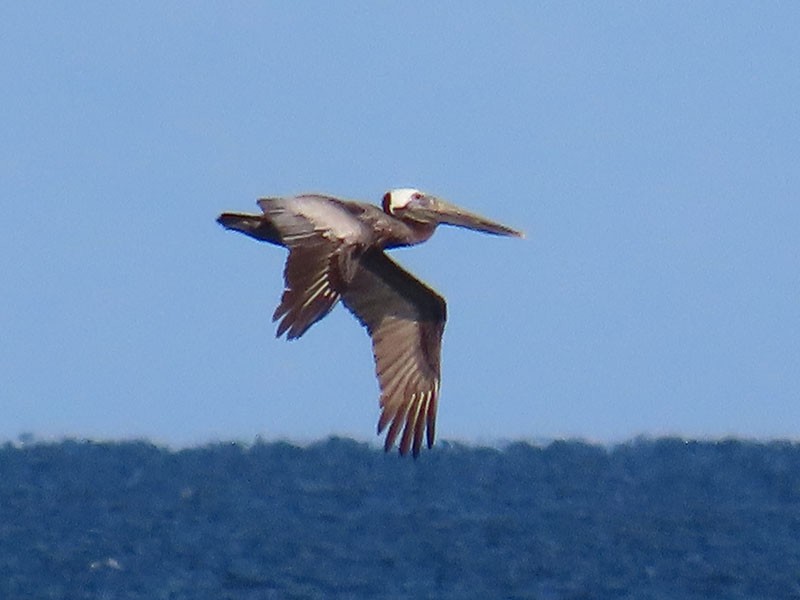 Brown Pelican (Atlantic) - ML620922825