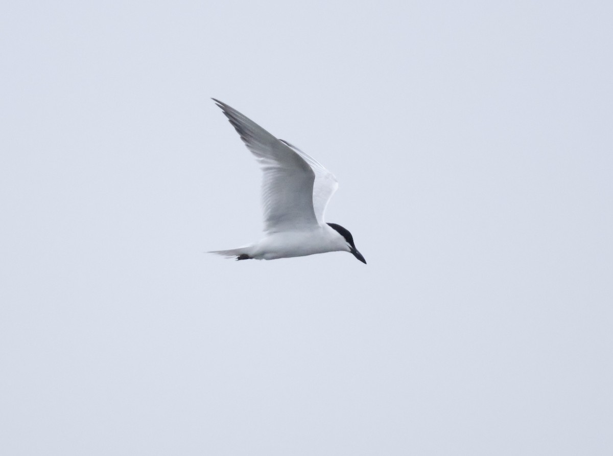 Gull-billed Tern - Margaret Brown