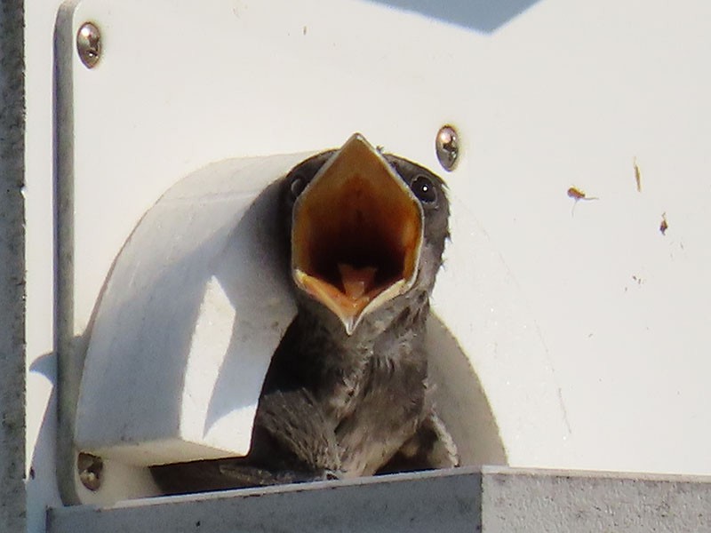 Purple Martin - ML620922906