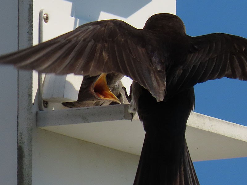 Purple Martin - ML620922907