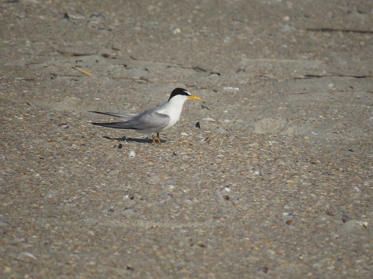 Least Tern - ML620922961