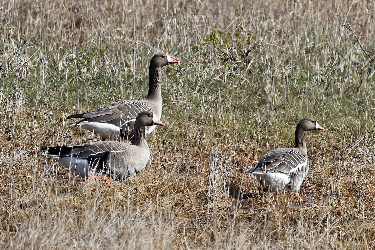 Greater White-fronted Goose - ML620922967