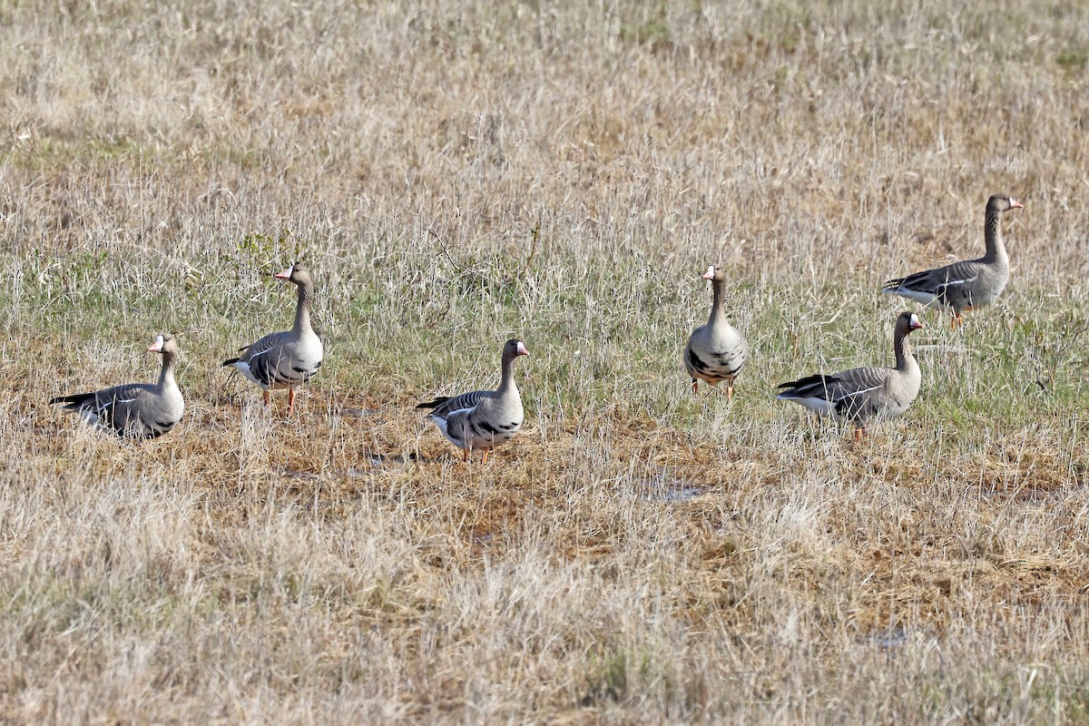 Greater White-fronted Goose - ML620922969