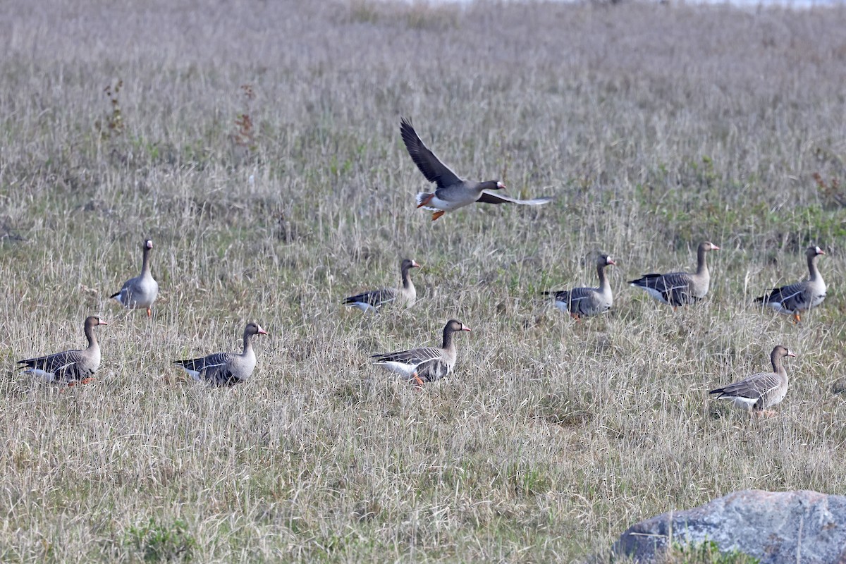 Greater White-fronted Goose - ML620922970