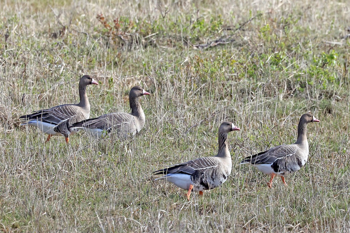 Greater White-fronted Goose - ML620922972