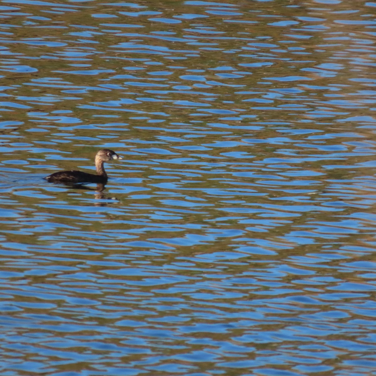 Pied-billed Grebe - ML620922983