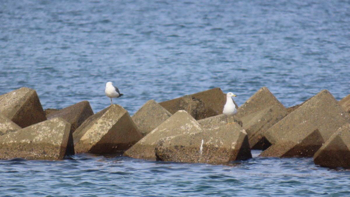 Black-tailed Gull - ML620922993