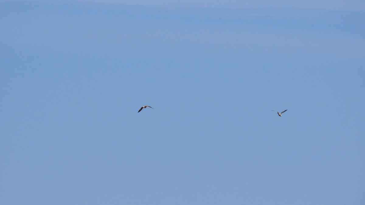 Black-tailed Gull - ML620922994