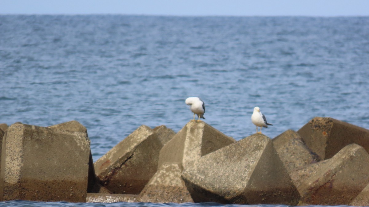 Black-tailed Gull - ML620922995