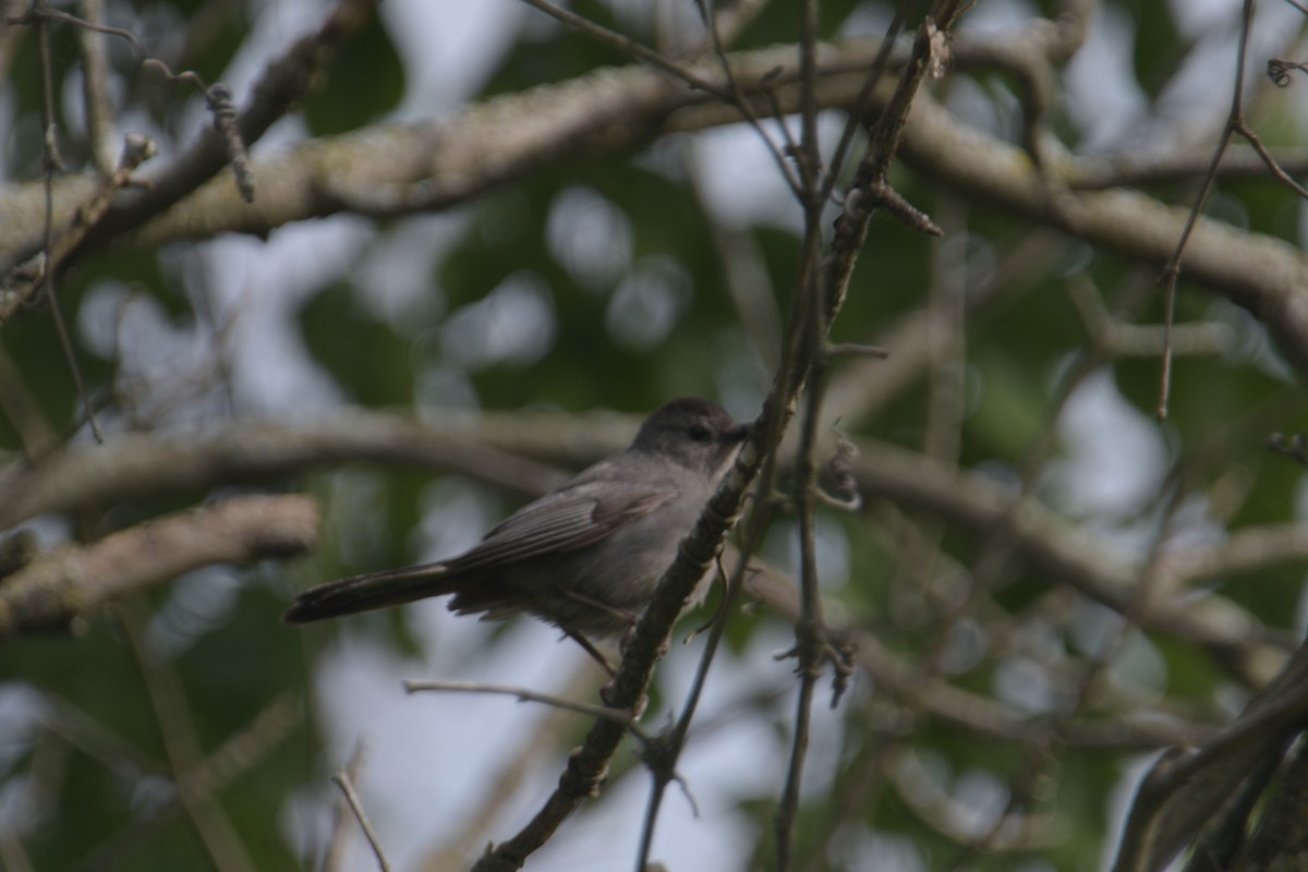 Gray Catbird - ML620923000