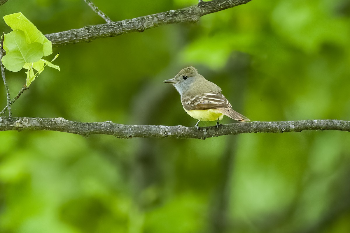 Great Crested Flycatcher - ML620923002