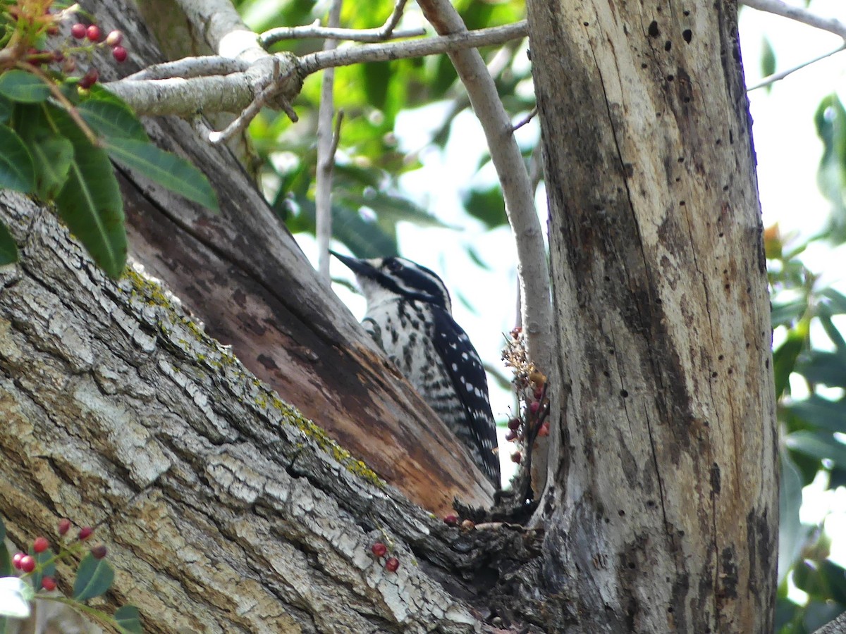 Nuttall's Woodpecker - ML620923005