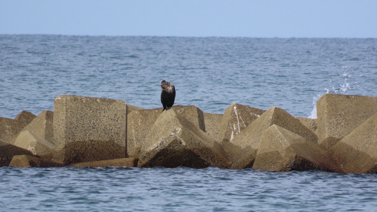 Japanese Cormorant - ML620923015