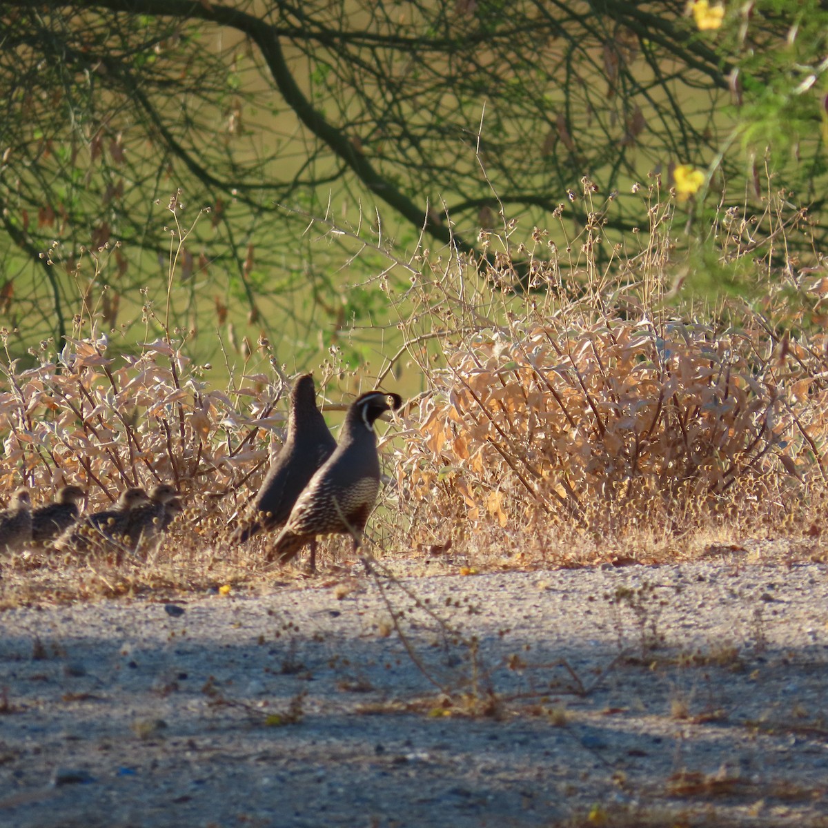 California Quail - ML620923017