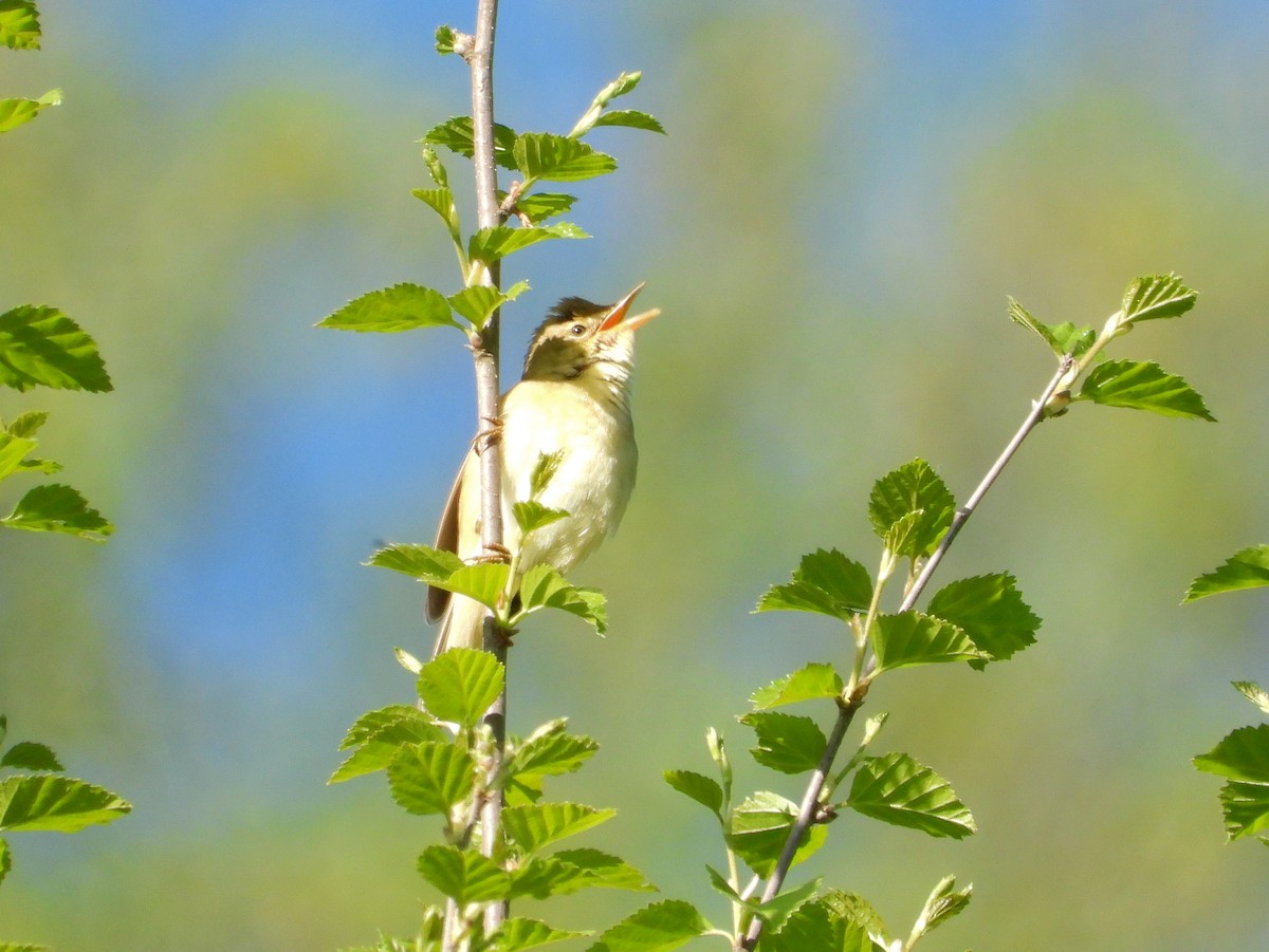 Marsh Warbler - ML620923020